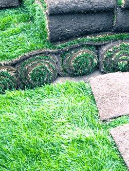 lawn installation and renovation landscape construction sod black diamond landscapes green grass rolls