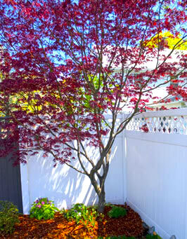 pruning and trimming bushes and trees landscape maintenance black diamond landscapes pink purple tree near white fence in yard
