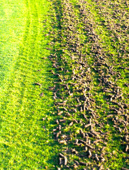 seeding and aeration landscape maintenance plugged lawn soil with green grass black diamond landscapes